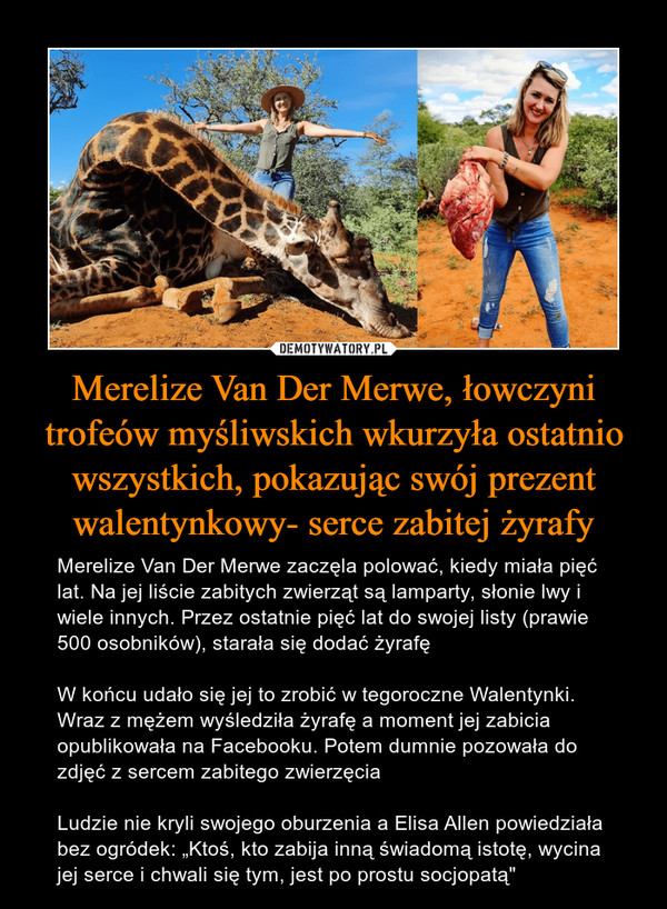 Merelize Van Der Merwe, łowczyni trofeów myśliwskich wkurzyła ostatnio wszystkich, pokazując swój prezent walentynkowy- serce zabitej żyrafy – Merelize Van Der Merwe zaczęla polować, kiedy miała pięć lat. Na jej liście zabitych zwierząt są lamparty, słonie lwy i wiele innych. Przez ostatnie pięć lat do swojej listy (prawie 500 osobników), starała się dodać żyrafęW końcu udało się jej to zrobić w tegoroczne Walentynki. Wraz z mężem wyśledziła żyrafę a moment jej zabicia opublikowała na Facebooku. Potem dumnie pozowała do zdjęć z sercem zabitego zwierzęciaLudzie nie kryli swojego oburzenia a Elisa Allen powiedziała bez ogródek: „Ktoś, kto zabija inną świadomą istotę, wycina jej serce i chwali się tym, jest po prostu socjopatą" 