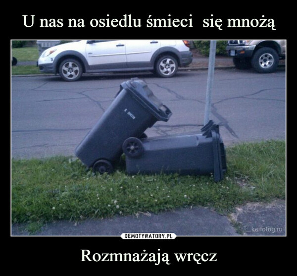 Rozmnażają wręcz –  