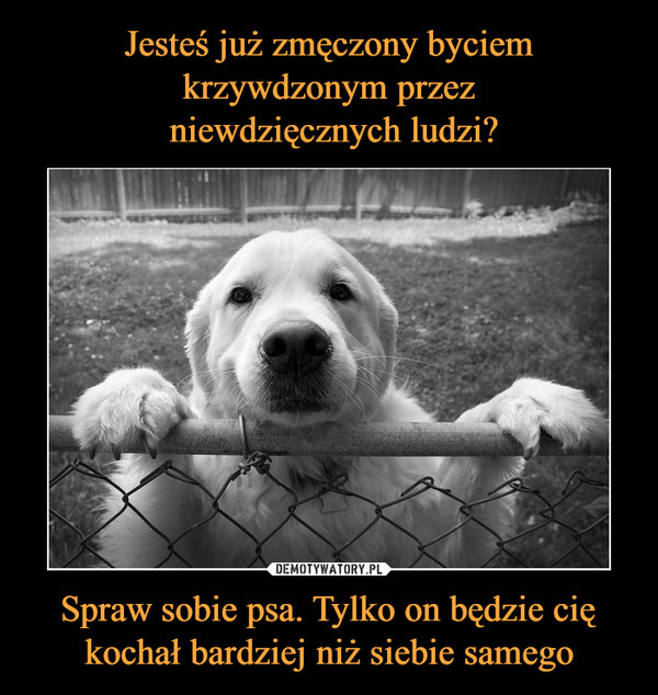 Spraw sobie psa. Tylko on będzie cię kochał bardziej niż siebie samego –  