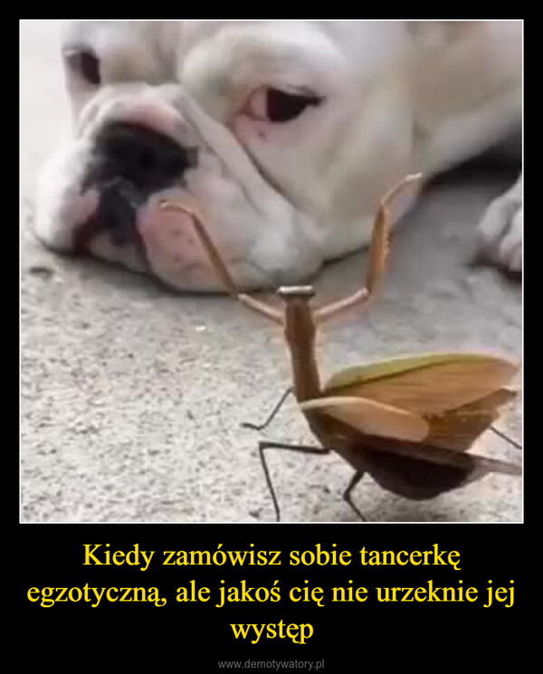 Kiedy zamówisz sobie tancerkę egzotyczną, ale jakoś cię nie urzeknie jej występ –  