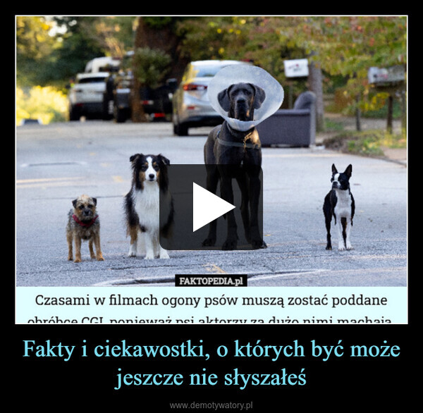 Fakty i ciekawostki, o których być może jeszcze nie słyszałeś –  FAKTOPEDIA.plCzasami w filmach ogony psów muszą zostać poddaneobróbce CCI ponieważ nsi aktorzy za dużo nimi machaia