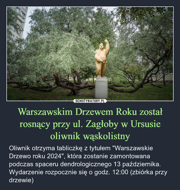 Warszawskim Drzewem Roku został rosnący przy ul. Zagłoby w Ursusie oliwnik wąskolistny – Oliwnik otrzyma tabliczkę z tytułem "Warszawskie Drzewo roku 2024", która zostanie zamontowana podczas spaceru dendrologicznego 13 października. Wydarzenie rozpocznie się o godz. 12:00 (zbiórka przy drzewie) 