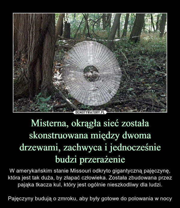 Misterna, okrągła sieć została skonstruowana między dwoma drzewami, zachwyca i jednocześnie budzi przerażenie – W amerykańskim stanie Missouri odkryto gigantyczną pajęczynę, która jest tak duża, by złapać człowieka. Została zbudowana przez pająka tkacza kul, który jest ogólnie nieszkodliwy dla ludzi.Pajęczyny budują o zmroku, aby były gotowe do polowania w nocy 