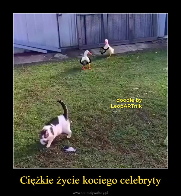 Ciężkie życie kociego celebryty –  