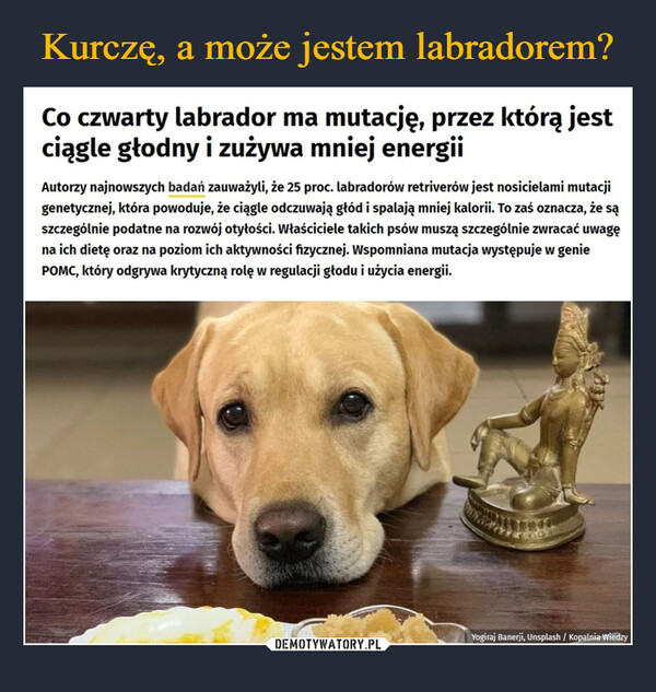  –  Co czwarty labrador ma mutację, przez którą jestciągle głodny i zużywa mniej energiiAutorzy najnowszych badań zauważyli, że 25 proc. labradorów retriverów jest nosicielami mutacjigenetycznej, która powoduje, że ciągle odczuwają głód i spalają mniej kalorii. To zaś oznacza, że sąszczególnie podatne na rozwój otyłości. Właściciele takich psów muszą szczególnie zwracać uwagęna ich dietę oraz na poziom ich aktywności fizycznej. Wspomniana mutacja występuje w geniePOMC, który odgrywa krytyczną rolę w regulacji głodu i użycia energii.Yogiraj Banerji, Unsplash / Kopalnia Wiedzy