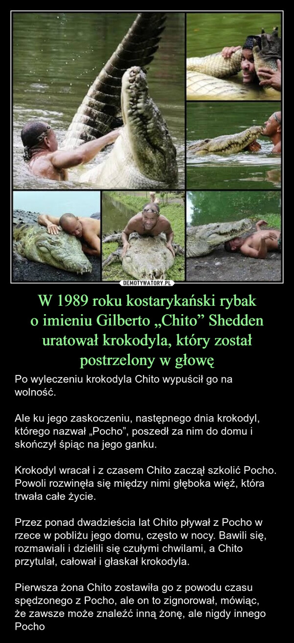 W 1989 roku kostarykański rybako imieniu Gilberto „Chito” Shedden uratował krokodyla, który został postrzelony w głowę – Po wyleczeniu krokodyla Chito wypuścił go na wolność. Ale ku jego zaskoczeniu, następnego dnia krokodyl, którego nazwał „Pocho”, poszedł za nim do domu i skończył śpiąc na jego ganku. Krokodyl wracał i z czasem Chito zaczął szkolić Pocho. Powoli rozwinęła się między nimi głęboka więź, która trwała całe życie. Przez ponad dwadzieścia lat Chito pływał z Pocho w rzece w pobliżu jego domu, często w nocy. Bawili się, rozmawiali i dzielili się czułymi chwilami, a Chito przytulał, całował i głaskał krokodyla. Pierwsza żona Chito zostawiła go z powodu czasu spędzonego z Pocho, ale on to zignorował, mówiąc,że zawsze może znaleźć inną żonę, ale nigdy innego Pocho Po wyleczeniu krokodyla Chito wypuścił go na wolność. Ale ku jego zaskoczeniu, następnego dnia krokodyl, którego nazwał „Pocho”, poszedł za nim do domu i skończył śpiąc na jego ganku. Krokodyl wracał i z czasem Chito zaczął szkolić Pocho. Powoli rozwinęła się między nimi głęboka więź, która trwała całe życie. Przez ponad dwadzieścia lat Chito pływał z Pocho w rzece w pobliżu jego domu, często w nocy. Bawili się, rozmawiali i dzielili się czułymi chwilami, a Chito przytulał, całował i głaskał krokodyla. Pierwsza żona Chito zostawiła go z powodu czasu spędzonego z Pocho, ale on to zignorował, mówiąc, że zawsze może znaleźć inną żonę, ale nigdy innego Pocho.