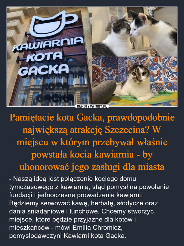 Pamiętacie kota Gacka, prawdopodobnie największą atrakcję Szczecina? W miejscu w którym przebywał właśnie powstała kocia kawiarnia - by uhonorować jego zasługi dla miasta – - Naszą ideą jest połączenie kociego domu tymczasowego z kawiarnią, stąd pomysł na powołanie fundacji i jednoczesne prowadzenie kawiarni. Będziemy serwować kawę, herbatę, słodycze oraz dania śniadaniowe i lunchowe. Chcemy stworzyć miejsce, które będzie przyjazne dla kotów i mieszkańców - mówi Emilia Chromicz, pomysłodawczyni Kawiarni kota Gacka. KAWIARNIAKOTAGACKAماخان