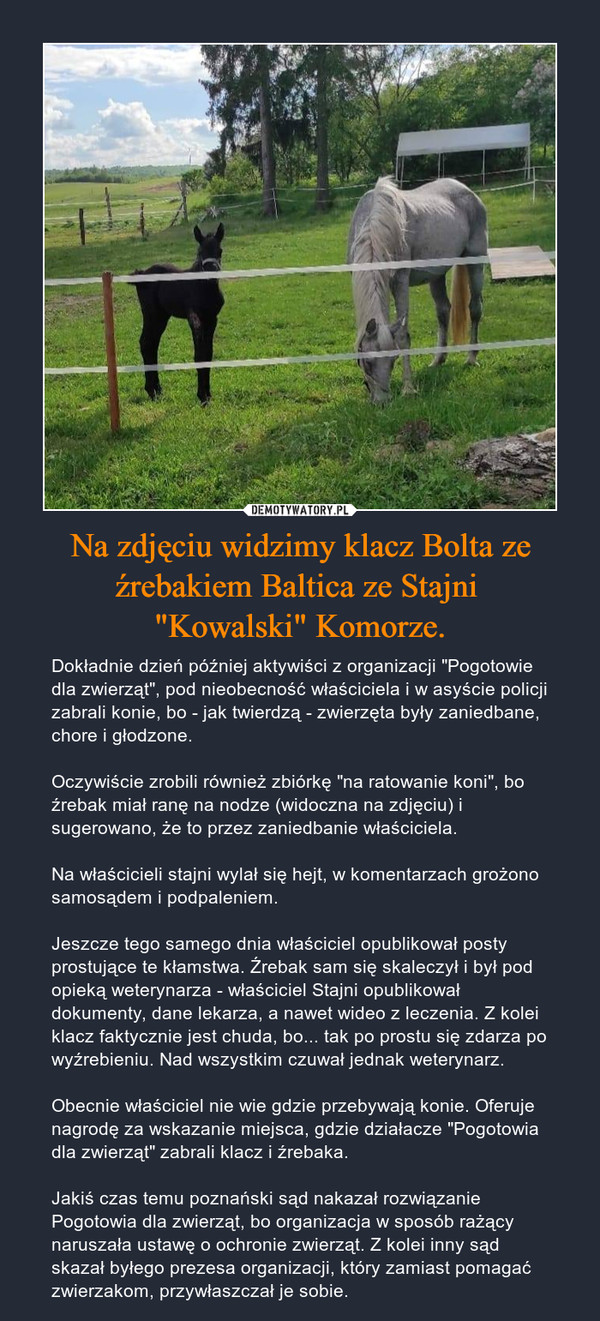 Na zdjęciu widzimy klacz Bolta ze źrebakiem Baltica ze Stajni "Kowalski" Komorze. – Dokładnie dzień później aktywiści z organizacji "Pogotowie dla zwierząt", pod nieobecność właściciela i w asyście policji zabrali konie, bo - jak twierdzą - zwierzęta były zaniedbane, chore i głodzone.Oczywiście zrobili również zbiórkę "na ratowanie koni", bo źrebak miał ranę na nodze (widoczna na zdjęciu) i sugerowano, że to przez zaniedbanie właściciela.Na właścicieli stajni wylał się hejt, w komentarzach grożono samosądem i podpaleniem.Jeszcze tego samego dnia właściciel opublikował posty prostujące te kłamstwa. Źrebak sam się skaleczył i był pod opieką weterynarza - właściciel Stajni opublikował dokumenty, dane lekarza, a nawet wideo z leczenia. Z kolei klacz faktycznie jest chuda, bo... tak po prostu się zdarza po wyźrebieniu. Nad wszystkim czuwał jednak weterynarz.Obecnie właściciel nie wie gdzie przebywają konie. Oferuje nagrodę za wskazanie miejsca, gdzie działacze "Pogotowia dla zwierząt" zabrali klacz i źrebaka.Jakiś czas temu poznański sąd nakazał rozwiązanie Pogotowia dla zwierząt, bo organizacja w sposób rażący naruszała ustawę o ochronie zwierząt. Z kolei inny sąd skazał byłego prezesa organizacji, który zamiast pomagać zwierzakom, przywłaszczał je sobie. 