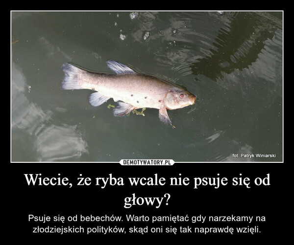 Wiecie, że ryba wcale nie psuje się od głowy? – Psuje się od bebechów. Warto pamiętać gdy narzekamy na złodziejskich polityków, skąd oni się tak naprawdę wzięli. Sundfot. Patryk Winiarski