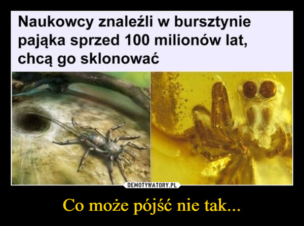 Co może pójść nie tak... –  Naukowcy znaleźli w bursztyniepająka sprzed 100 milionów lat,chcą go sklonować