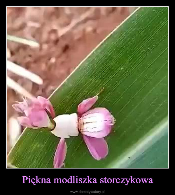 Piękna modliszka storczykowa –  