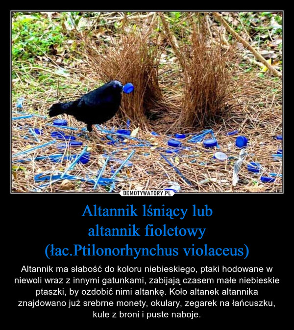 Altannik lśniący lubaltannik fioletowy(łac.Ptilonorhynchus violaceus) – Altannik ma słabość do koloru niebieskiego, ptaki hodowane w niewoli wraz z innymi gatunkami, zabijają czasem małe niebieskie ptaszki, by ozdobić nimi altankę. Koło altanek altannika znajdowano już srebrne monety, okulary, zegarek na łańcuszku, kule z broni i puste naboje. 