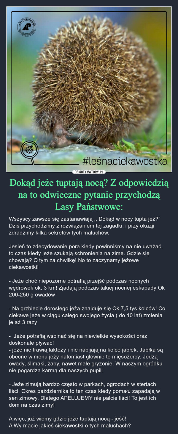 Dokąd jeże tuptają nocą? Z odpowiedzią na to odwieczne pytanie przychodzą Lasy Państwowe: – Wszyscy zawsze się zastanawiają ,, Dokąd w nocy tupta jeż?”Dziś przychodzimy z rozwiązaniem tej zagadki, i przy okazji zdradzimy kilka sekretów tych maluchów.Jesień to zdecydowanie pora kiedy powinniśmy na nie uważać, to czas kiedy jeże szukają schronienia na zimę. Gdzie się chowają? O tym za chwilkę! No to zaczynamy jeżowe ciekawostki!- Jeże choć niepozorne potrafią przejść podczas nocnych wędrówek ok. 3 km! Zjadają podczas takiej nocnej eskapady Ok 200-250 g owadów- Na grzbiecie dorosłego jeża znajduje się Ok 7,5 tys kolców! Co ciekawe jeże w ciągu całego swojego życia ( do 10 lat) zmienia je aż 3 razy -  Jeże potrafią wspinać się na niewielkie wysokości oraz doskonale pływać!- jeże nie trawią laktozy i nie nabijają na kolce jabłek. Jabłka są obecne w menu jeży natomiast głównie to mięsożercy. Jedzą owady, ślimaki, żaby, nawet małe gryzonie. W naszym ogródku nie pogardza karmą dla naszych pupili- Jeże zimują bardzo często w parkach, ogrodach w stertach liści. Okres października to ten czas kiedy pomału zapadają w sen zimowy. Dlatego APELUJEMY nie palcie liści! To jest ich dom na czas zimy!A więc, już wiemy gdzie jeże tuptają nocą - jeść!A Wy macie jakieś ciekawostki o tych maluchach? APBASIS. CERERE#leśnaciekawostka