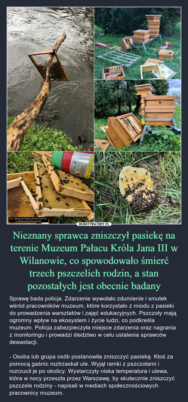 Nieznany sprawca zniszczył pasiekę na terenie Muzeum Pałacu Króla Jana III w Wilanowie, co spowodowało śmierć trzech pszczelich rodzin, a stan pozostałych jest obecnie badany – Sprawę bada policja. Zdarzenie wywołało zdumienie i smutek wśród pracowników muzeum, które korzystało z miodu z pasieki do prowadzenia warsztatów i zajęć edukacyjnych. Pszczoły mają ogromny wpływ na ekosystem i życie ludzi, co podkreśla muzeum. Policja zabezpieczyła miejsce zdarzenia oraz nagrania z monitoringu i prowadzi śledztwo w celu ustalenia sprawców dewastacji. - Osoba lub grupa osób postanowiła zniszczyć pasiekę. Ktoś za pomocą gaśnic roztrzaskał ule. Wyjął ramki z pszczołami i rozrzucił je po okolicy. Wystarczyły niska temperatura i ulewa, która w nocy przeszła przez Warszawę, by skutecznie zniszczyć pszczele rodziny - napisali w mediach społecznościowych pracownicy muzeum. Fot. Muzeum Pałacu Króla Jana IIIw Wilanowie/Facebook