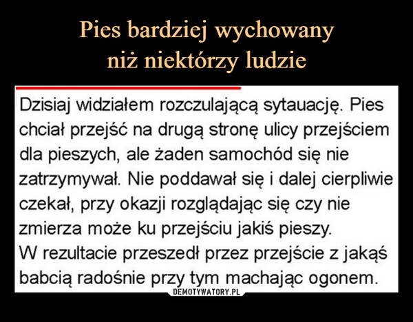  –  Dzisiaj widziałem rozczulającą sytuację. Pieschciał przejść na drugą stronę ulicy przejściemdla pieszych, ale żaden samochód się niezatrzymywał. Nie poddawał się i dalej cierpliwieczekał, przy okazji rozglądając się czy niezmierza może ku przejściu jakiś pieszy.W rezultacie przeszedł przez przejście z jakąśbabcią radośnie przy tym machając ogonem.