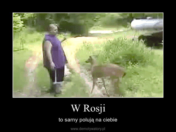 W Rosji – to sarny polują na ciebie 