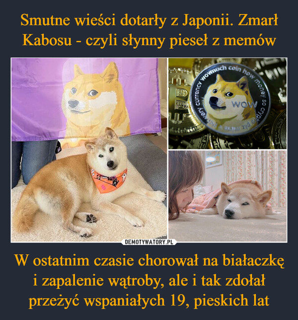 W ostatnim czasie chorował na białaczkę i zapalenie wątroby, ale i tak zdołał przeżyć wspaniałych 19, pieskich lat –  currencywowmuchverycoin howwowmoneyso cryption File