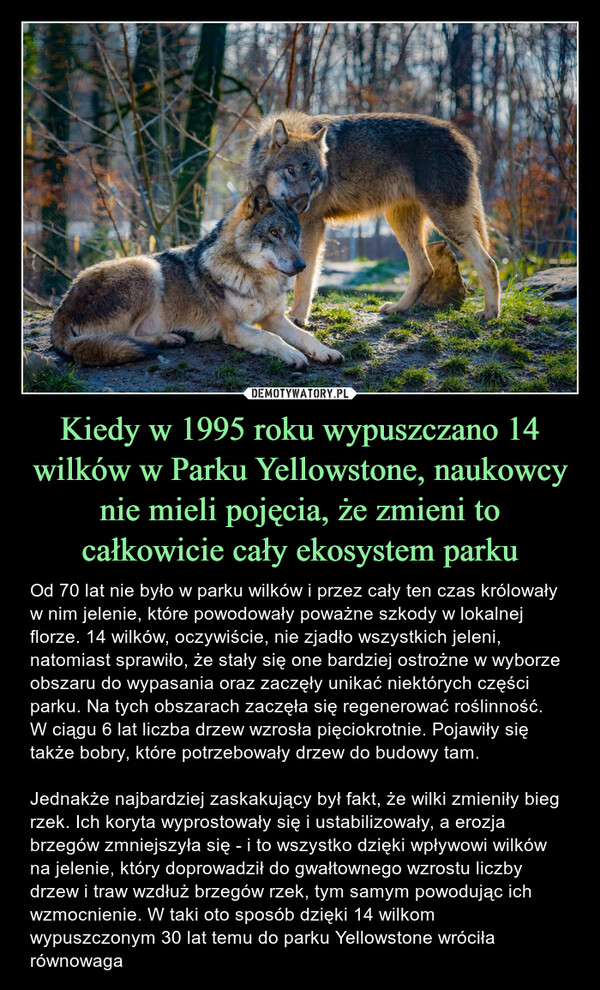 Kiedy w 1995 roku wypuszczano 14 wilków w Parku Yellowstone, naukowcy nie mieli pojęcia, że zmieni to całkowicie cały ekosystem parku – Od 70 lat nie było w parku wilków i przez cały ten czas królowały w nim jelenie, które powodowały poważne szkody w lokalnej florze. 14 wilków, oczywiście, nie zjadło wszystkich jeleni, natomiast sprawiło, że stały się one bardziej ostrożne w wyborze obszaru do wypasania oraz zaczęły unikać niektórych części parku. Na tych obszarach zaczęła się regenerować roślinność. W ciągu 6 lat liczba drzew wzrosła pięciokrotnie. Pojawiły się także bobry, które potrzebowały drzew do budowy tam.Jednakże najbardziej zaskakujący był fakt, że wilki zmieniły bieg rzek. Ich koryta wyprostowały się i ustabilizowały, a erozja brzegów zmniejszyła się - i to wszystko dzięki wpływowi wilków na jelenie, który doprowadził do gwałtownego wzrostu liczby drzew i traw wzdłuż brzegów rzek, tym samym powodując ich wzmocnienie. W taki oto sposób dzięki 14 wilkom wypuszczonym 30 lat temu do parku Yellowstone wróciła równowaga 