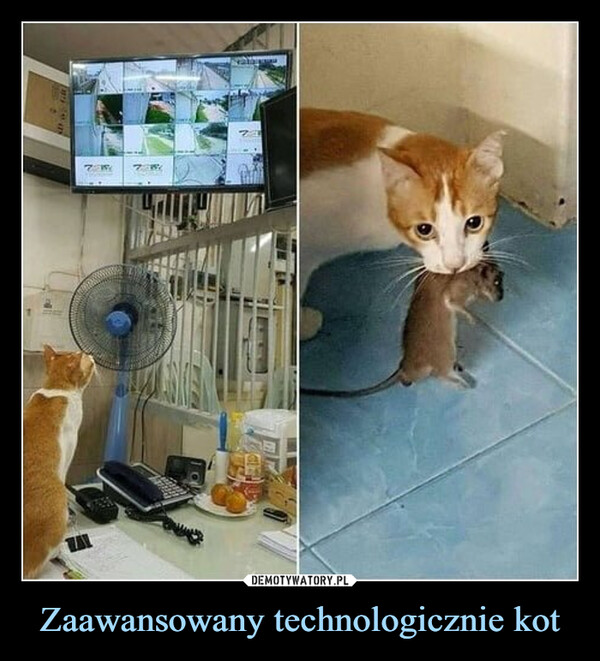 Zaawansowany technologicznie kot –  