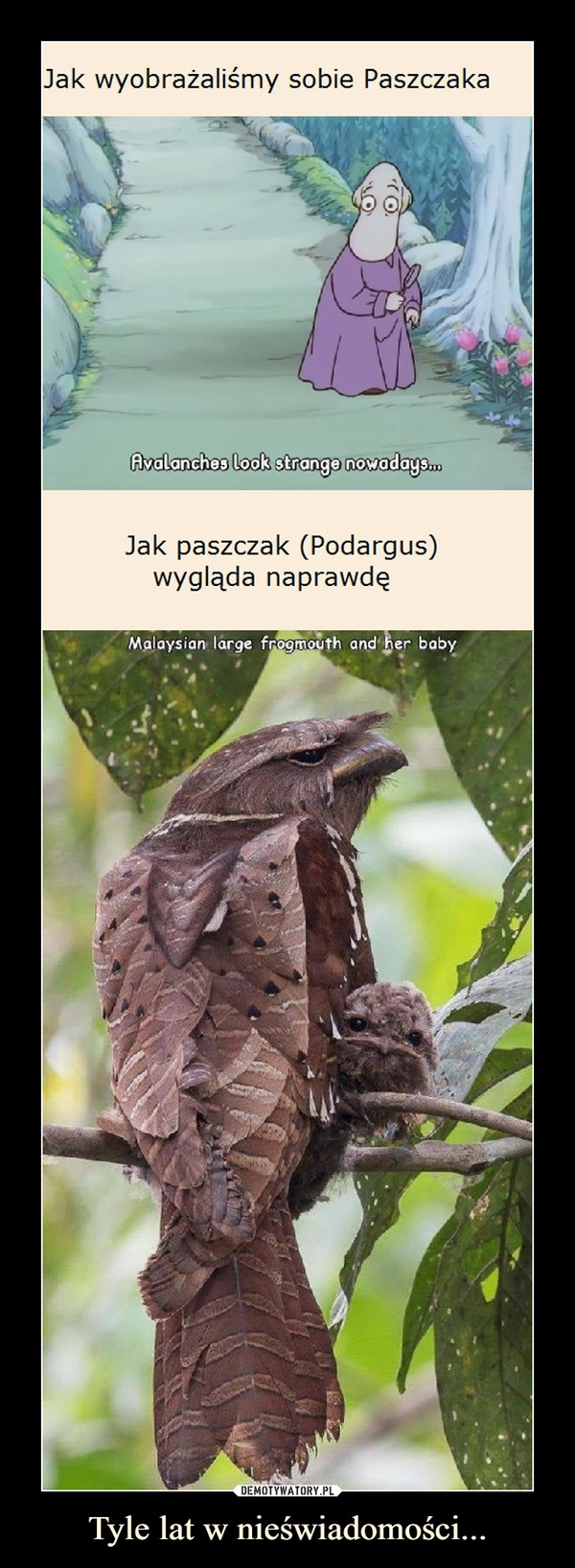 Tyle lat w nieświadomości... –  Jak wyobrażaliśmy sobie PaszczakaAvalanches look strange nowadays.Jak paszczak (Podargus)wygląda naprawdęMalaysian large frogmouth and her baby