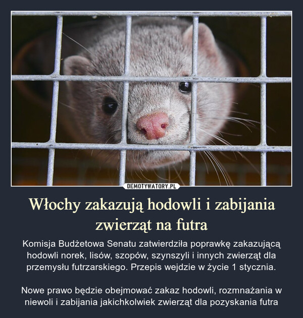 Włochy zakazują hodowli i zabijania zwierząt na futra – Komisja Budżetowa Senatu zatwierdziła poprawkę zakazującą hodowli norek, lisów, szopów, szynszyli i innych zwierząt dla przemysłu futrzarskiego. Przepis wejdzie w życie 1 stycznia.Nowe prawo będzie obejmować zakaz hodowli, rozmnażania w niewoli i zabijania jakichkolwiek zwierząt dla pozyskania futra Komisja Budżetowa Senatu zatwierdziła poprawkę zakazującą hodowli norek, lisów, szopów, szynszyli i innych zwierząt dla przemysłu futrzarskiego. Przepis wejdzie w życie 1 stycznia.Nowe prawo będzie obejmować zakaz hodowli, rozmnażania w niewoli i zabijania jakichkolwiek zwierząt dla pozyskania futra