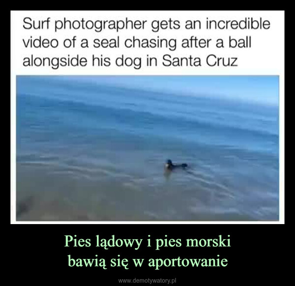 Pies lądowy i pies morskibawią się w aportowanie –  