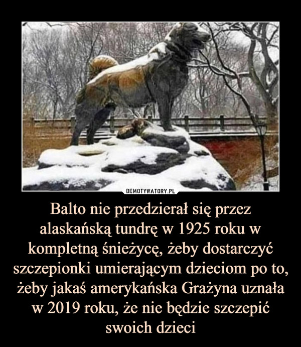 Balto nie przedzierał się przez alaskańską tundrę w 1925 roku w kompletną śnieżycę, żeby dostarczyć szczepionki umierającym dzieciom po to, żeby jakaś amerykańska Grażyna uznała w 2019 roku, że nie będzie szczepić swoich dzieci –  