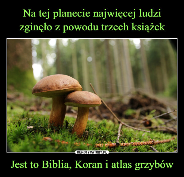 Jest to Biblia, Koran i atlas grzybów –  101