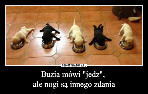 Buzia mówi "jedz", ale nogi są innego zdania –  