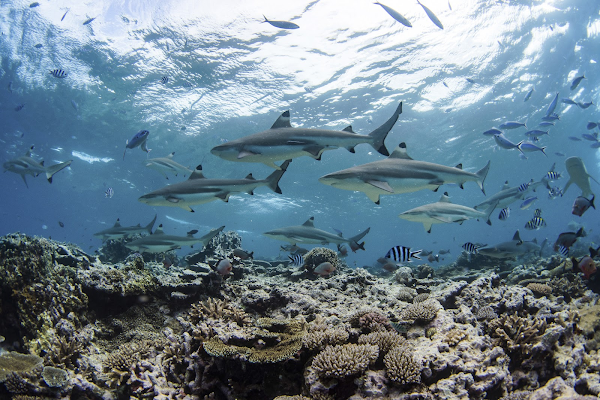 Vue du fond de l'océan surplombant un récif où nagent des petits requins et des poissons