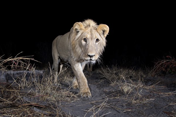 Identifier des animaux sauvages grâce à l'IA et à des caméras à détecteurs de mouvements