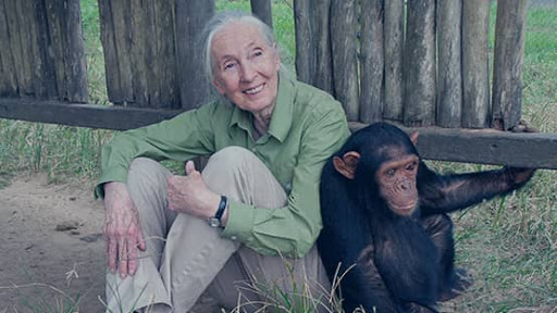 Institut Jane Goodall