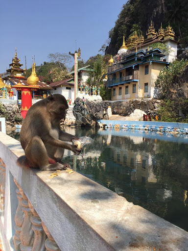 Un babouin en train de manger au bord d'un bassin, à côté d'un temple