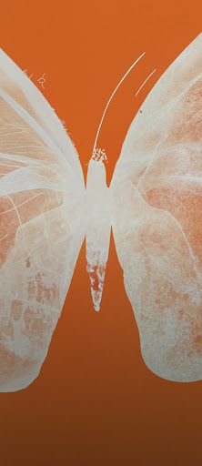 An orange and white halftone X-ray of a butterfly with the prompt 'Halftone X-ray of a butterfly in orange'.