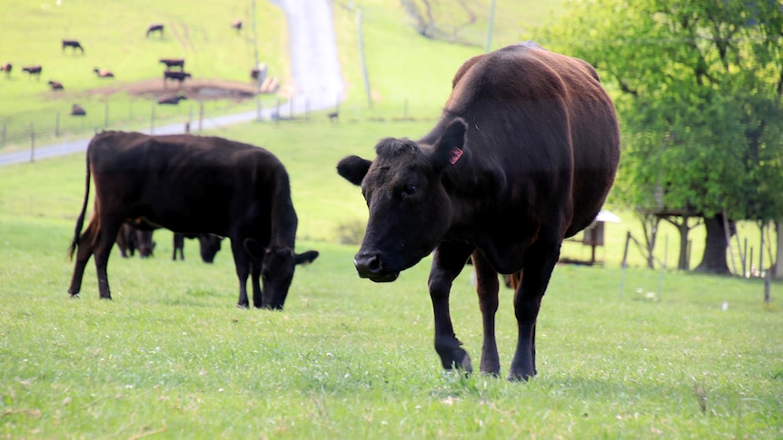 Two beef cattle