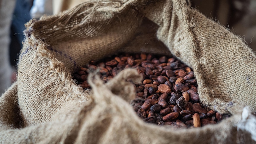 A close up of a woven wheat bag filled with dark brown cocoa beans.