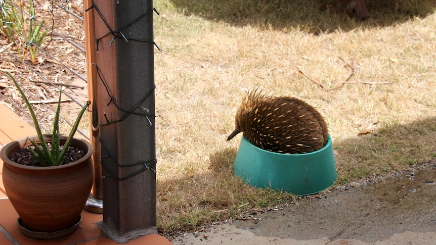 An echidna sits in a green water bowl on the ground next to a terracotta outdoor area on a dry lawn