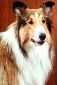 Primary photo for Lassie