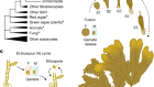 A transcriptomic hourglass in brown algae