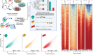 Machine-guided design of cell-type-targeting cis-regulatory elements