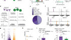 Nuclear release of eIF1 restricts start-codon selection during mitosis