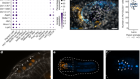 Neural crest lineage in the protovertebrate model Ciona