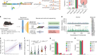 Polyclonal-to-monoclonal transition in colorectal precancerous evolution