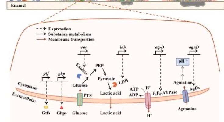 pathway diagram