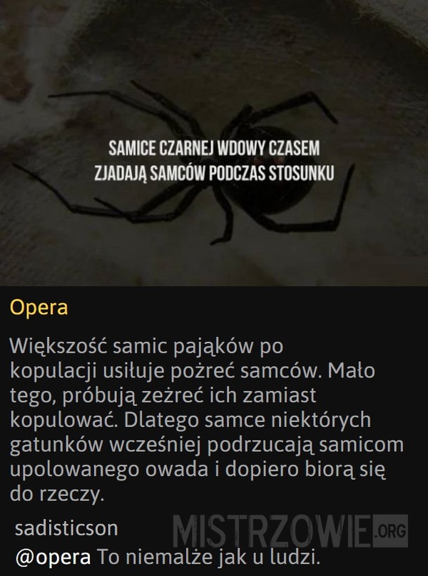 Czarna wdowa –  