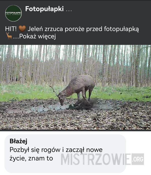 Zrzut poroża –  