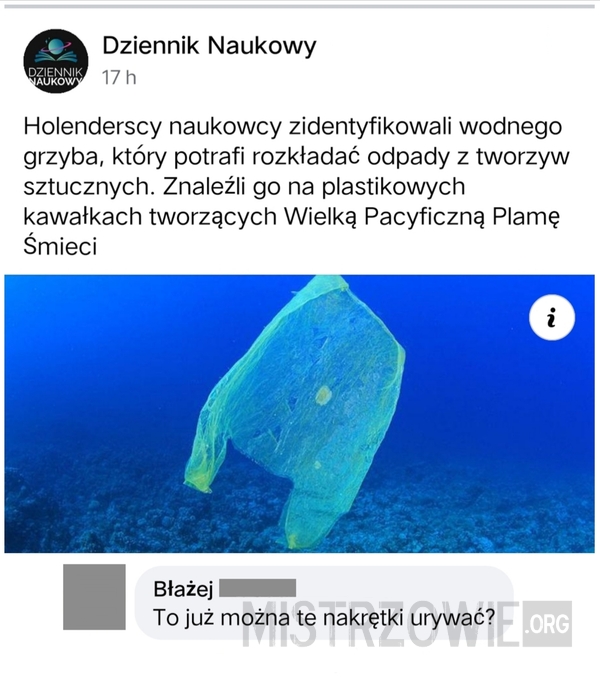 Grzyb rozkładając odpady - Parengyodontium album –  