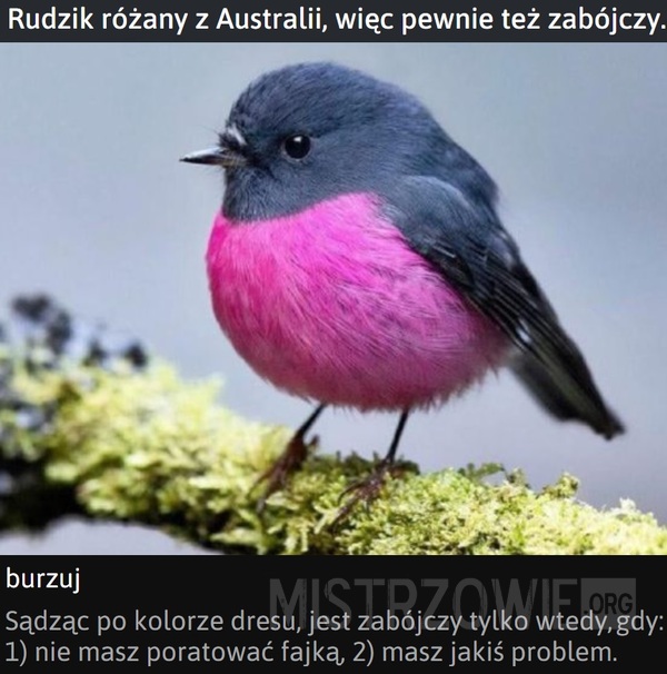 Rudzik różany –  