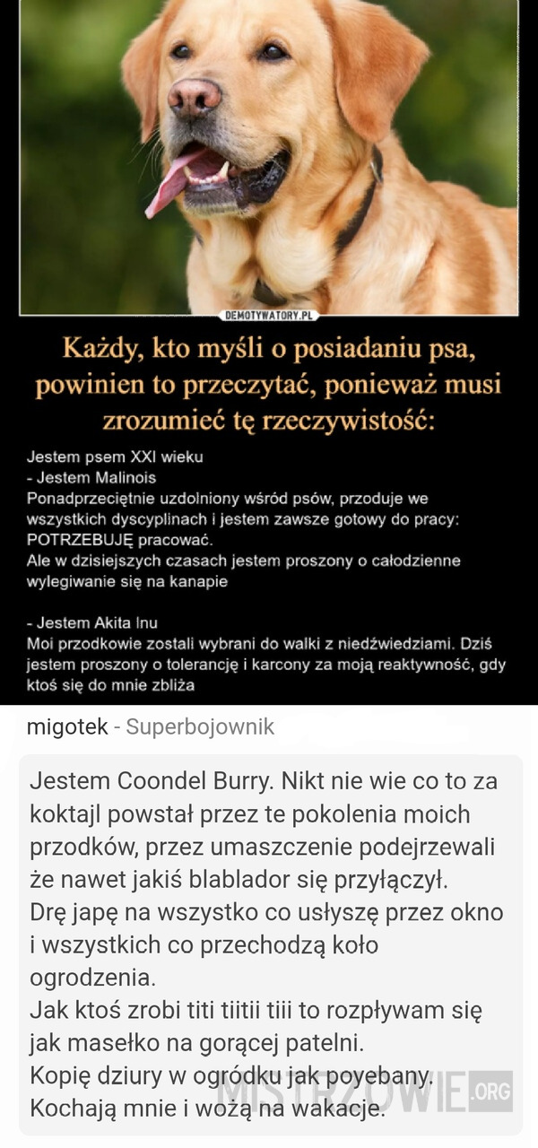 Rasy psów –  