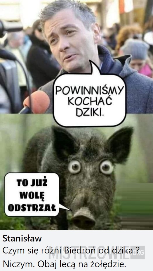 Dziki –  